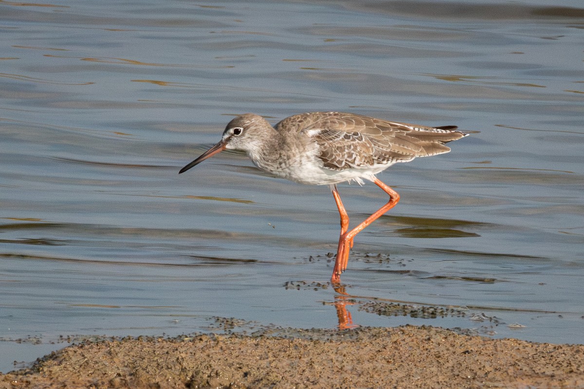 Common Redshank - ML646543814
