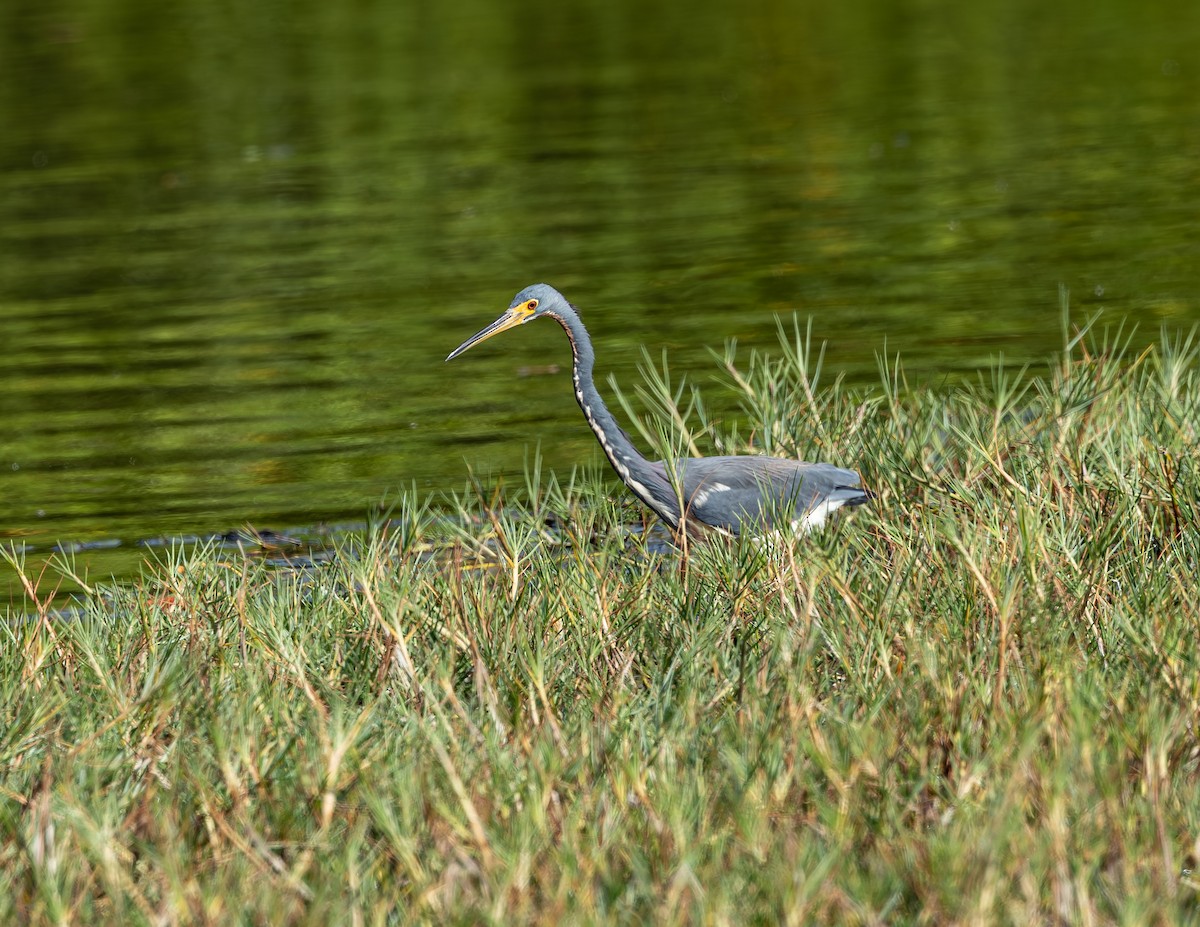 Tricolored Heron - ML646543819