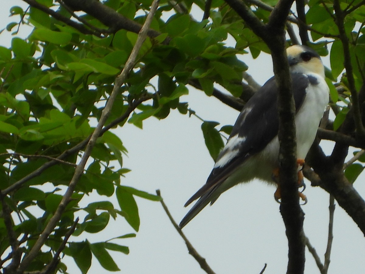 Pearl Kite - ML646543832