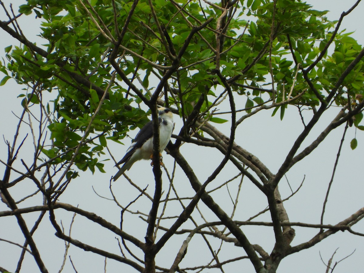 Pearl Kite - ML646543833