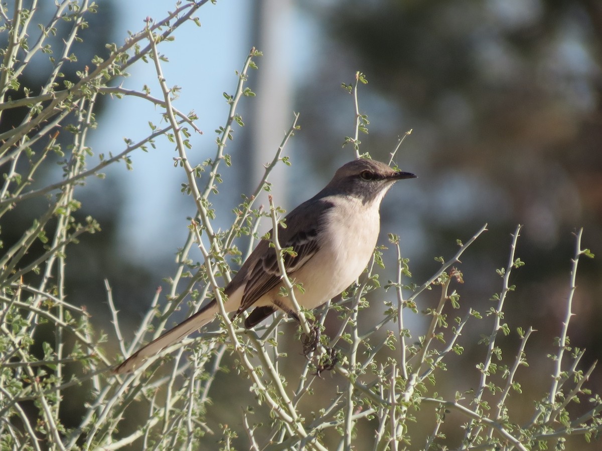 Sinsonte Norteño - ML646543834