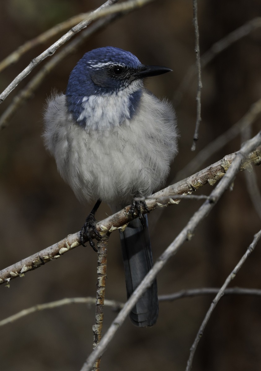 California Scrub-Jay - ML646543836