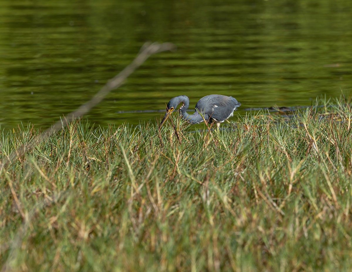 Tricolored Heron - ML646543838