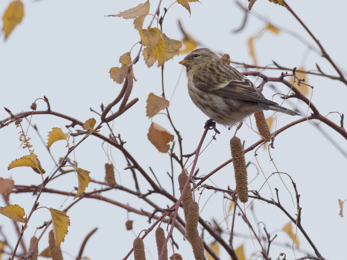 Redpoll (Lesser) - ML646543843