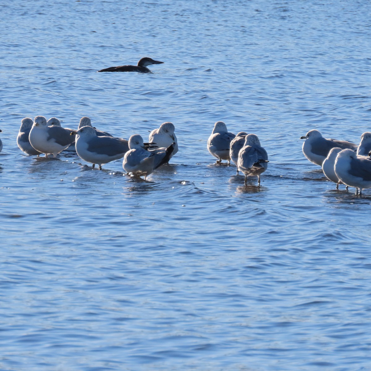 クロワカモメ - ML646543845