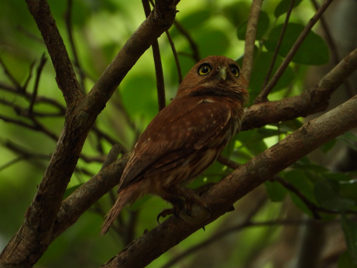 Ferruginous Pygmy-Owl - ML646543846