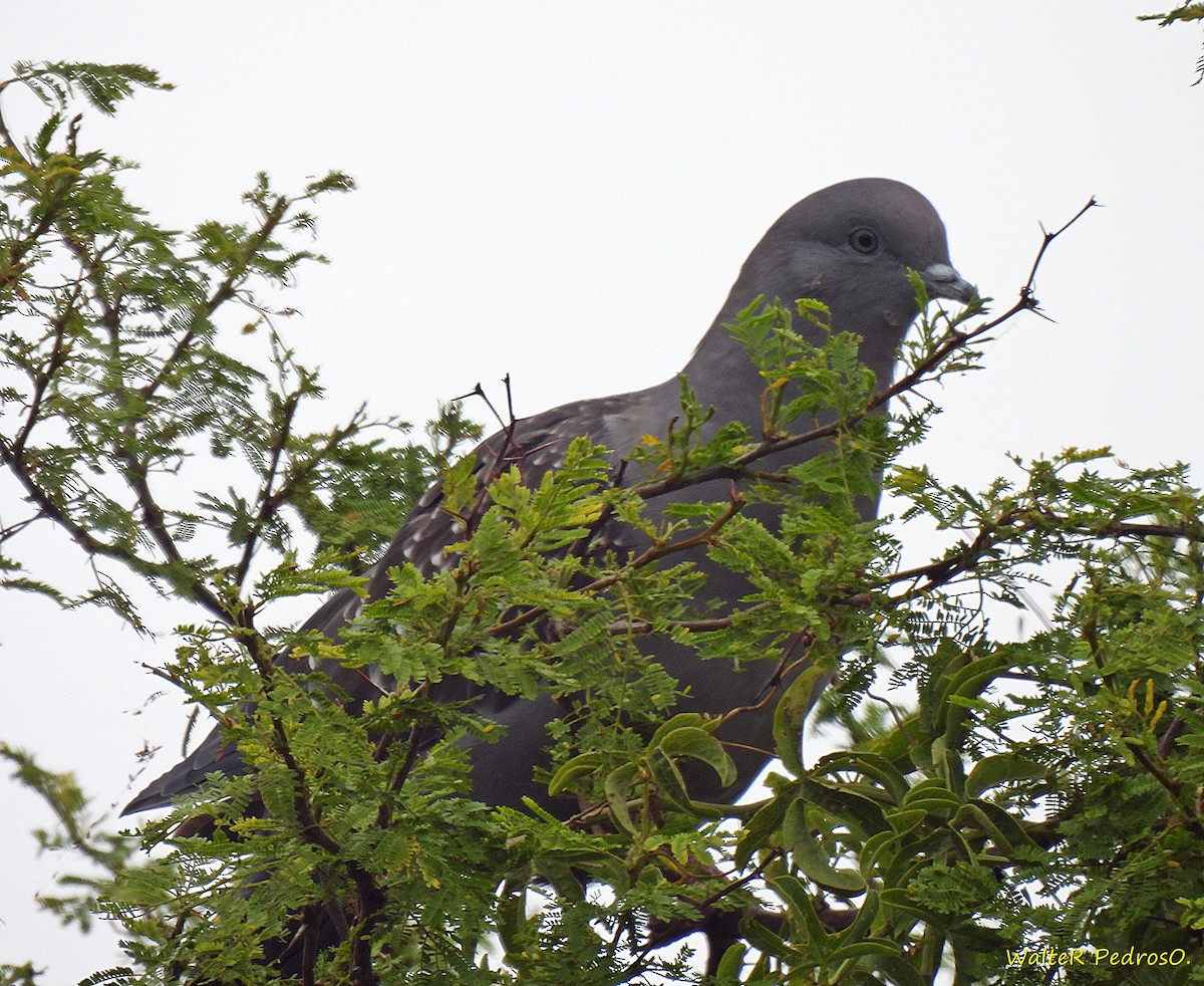 Fleckentaube - ML646543849