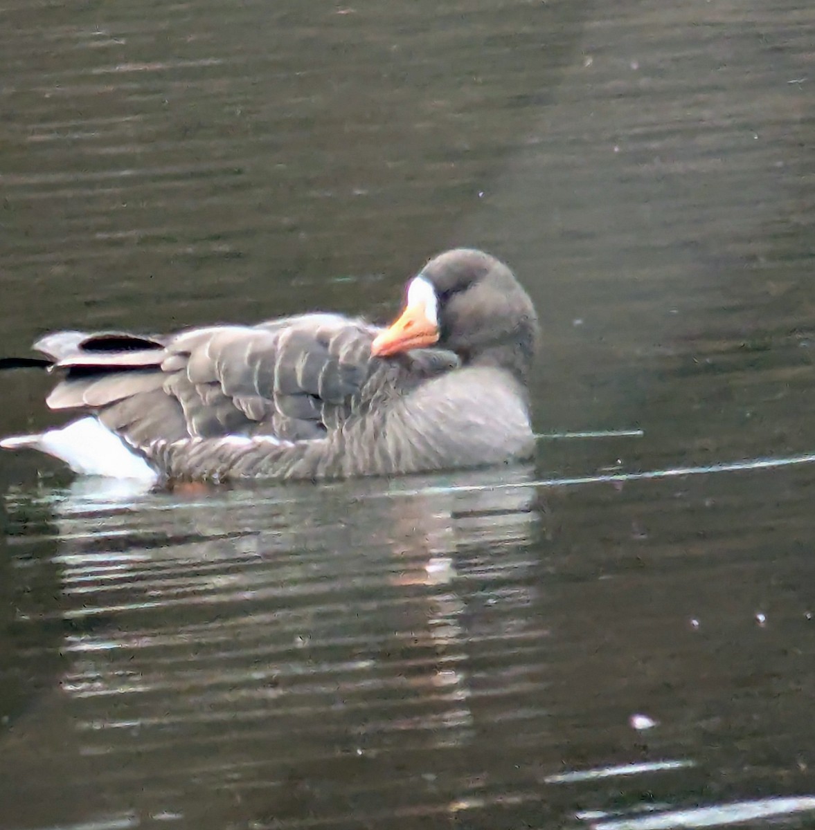 Greater White-fronted Goose - ML646543850