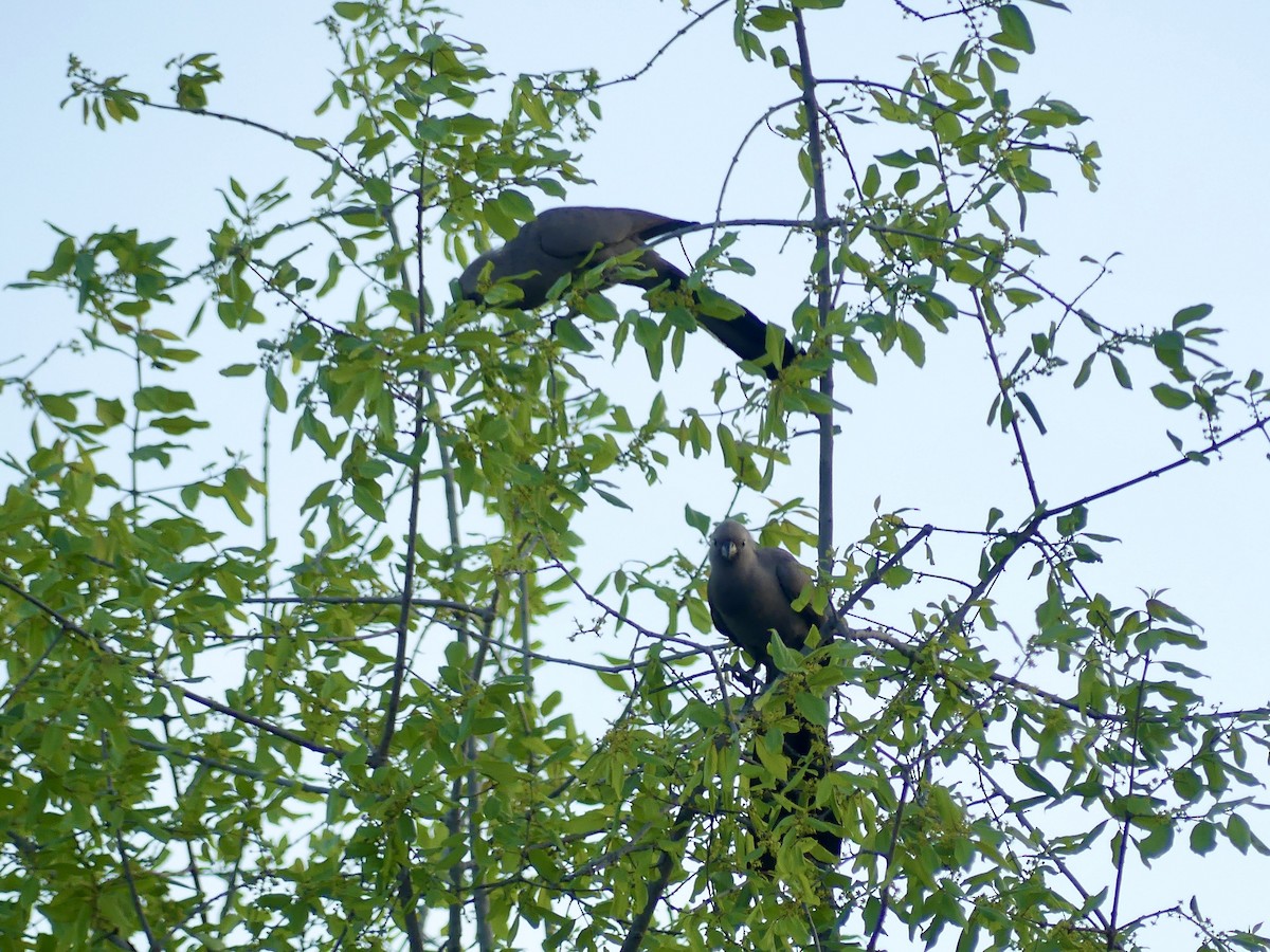 Серый бананоед - ML646543851