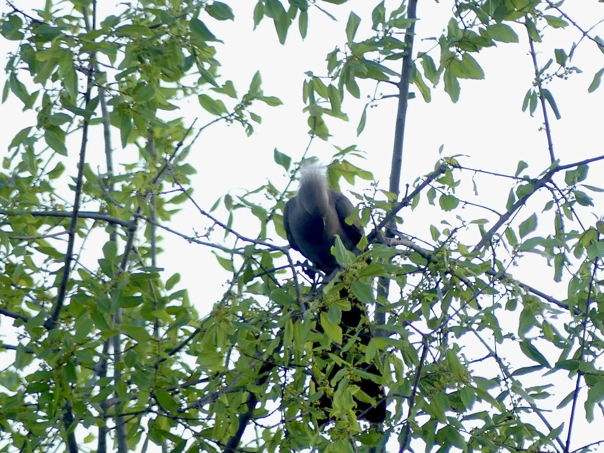 Серый бананоед - ML646543852