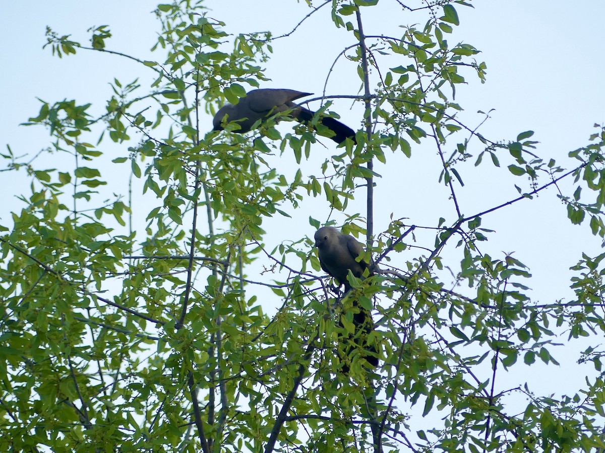 Серый бананоед - ML646543853