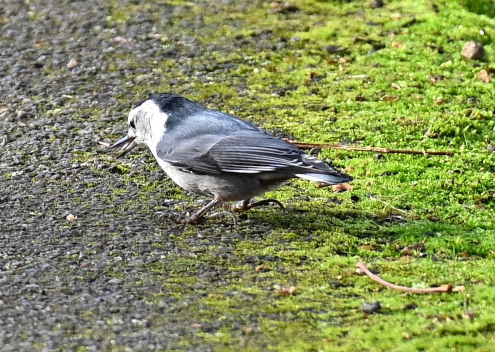 Каролинский поползень - ML646543854