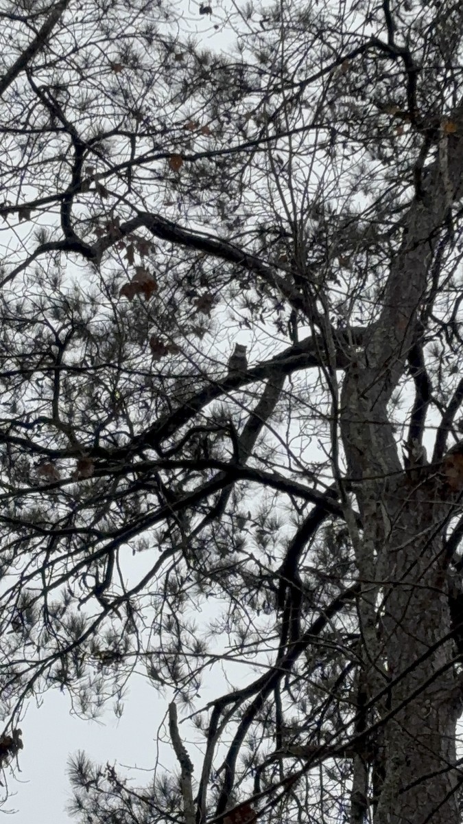 Great Horned Owl - ML646543857