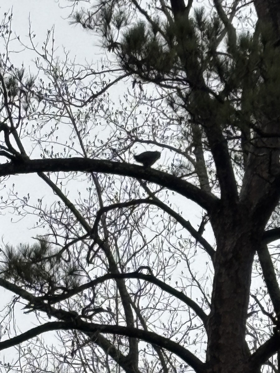 Great Horned Owl - ML646543858