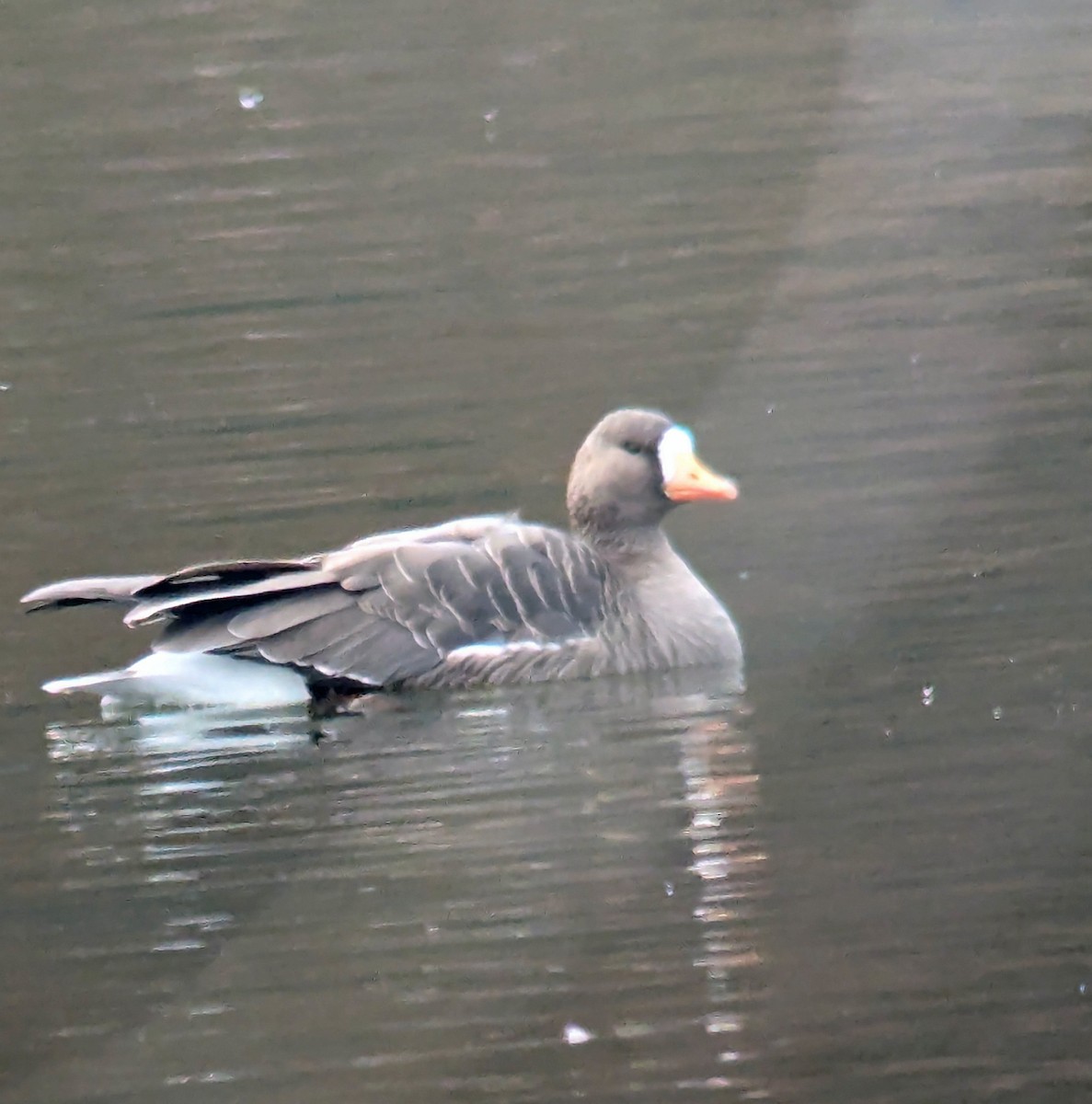 Greater White-fronted Goose - ML646543861