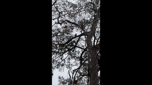 Hontz virginiarra - ML646543862