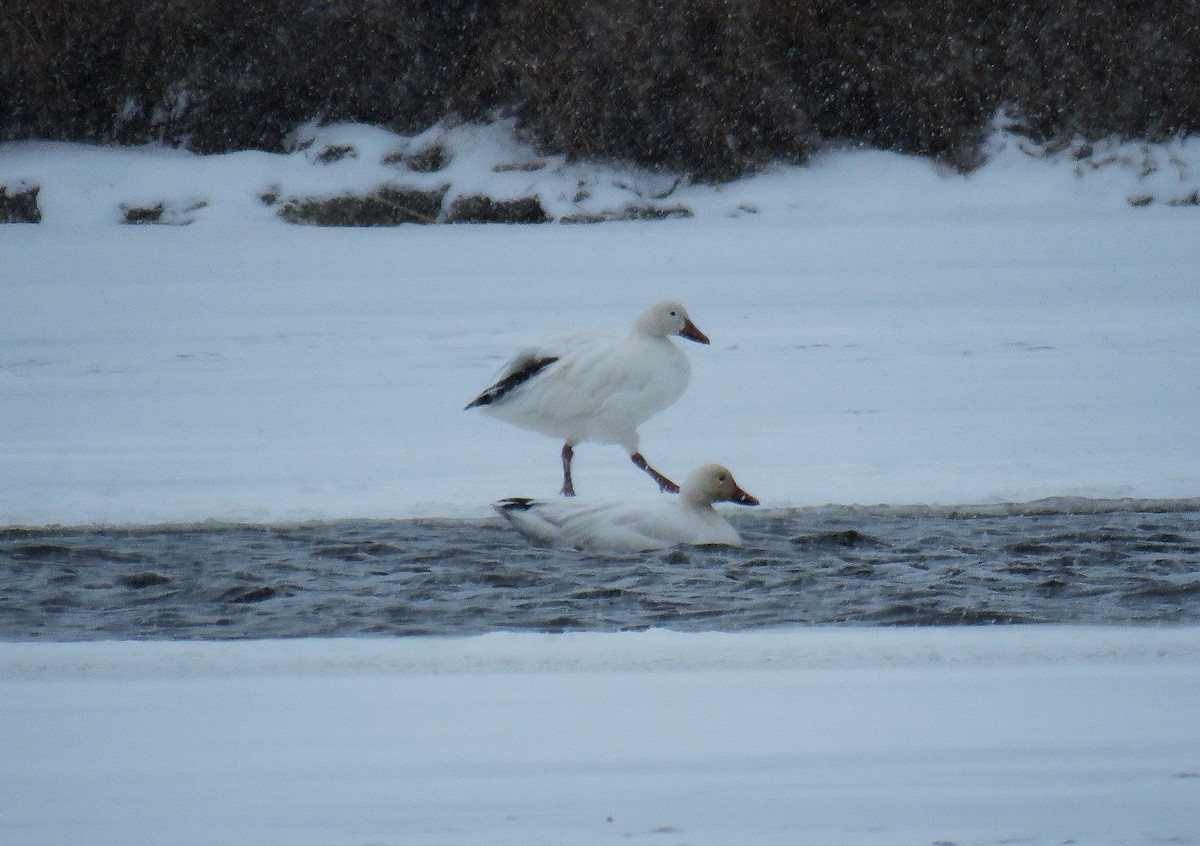 Oca delle nevi - ML646543864