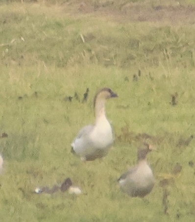 husa labutí (domestikovaná) - ML646543866