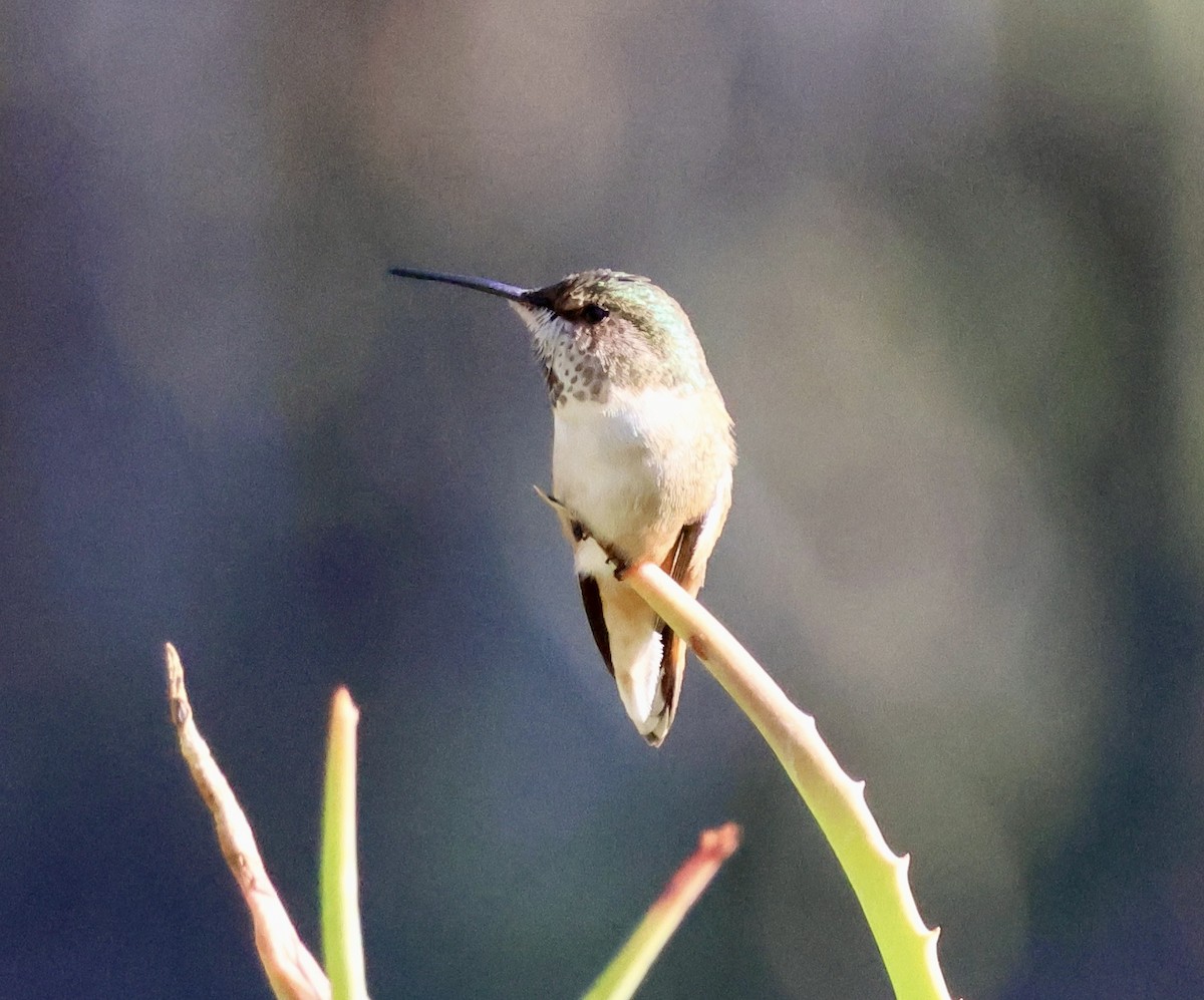 kalypta Allenova - ML646543876