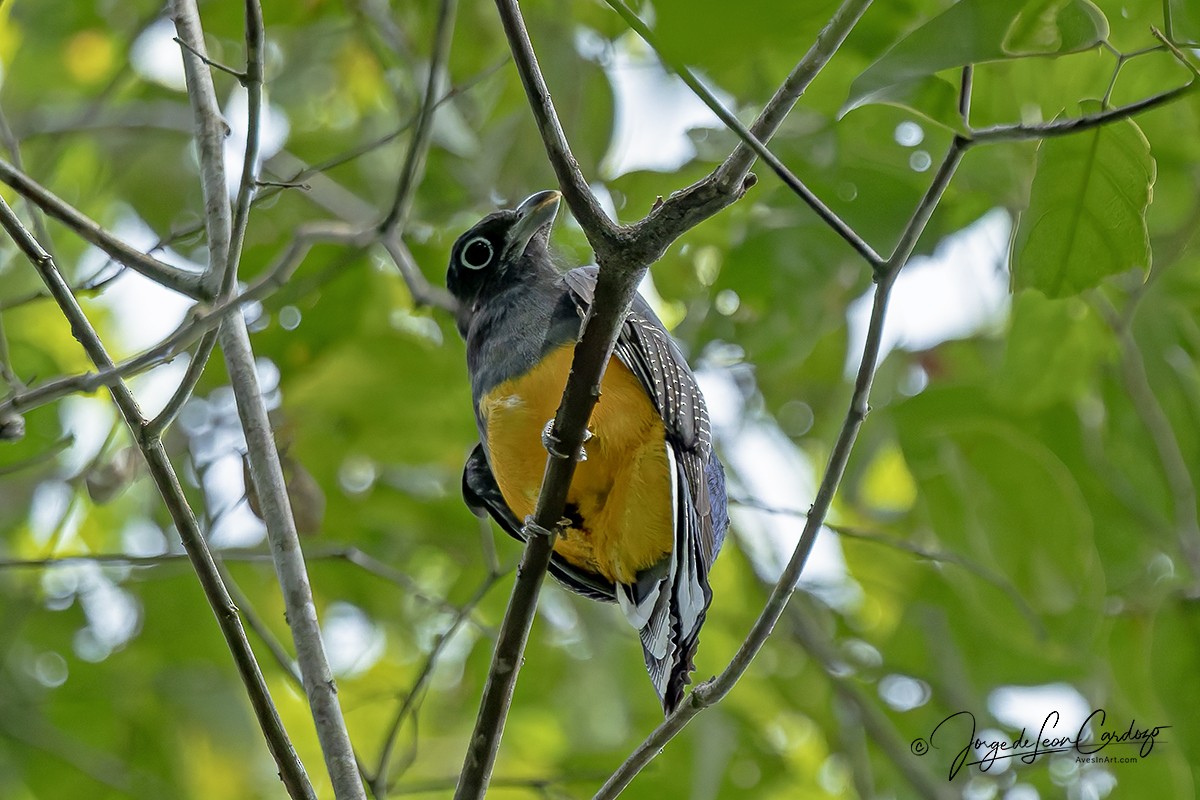 Green-backed Trogon - ML646543878