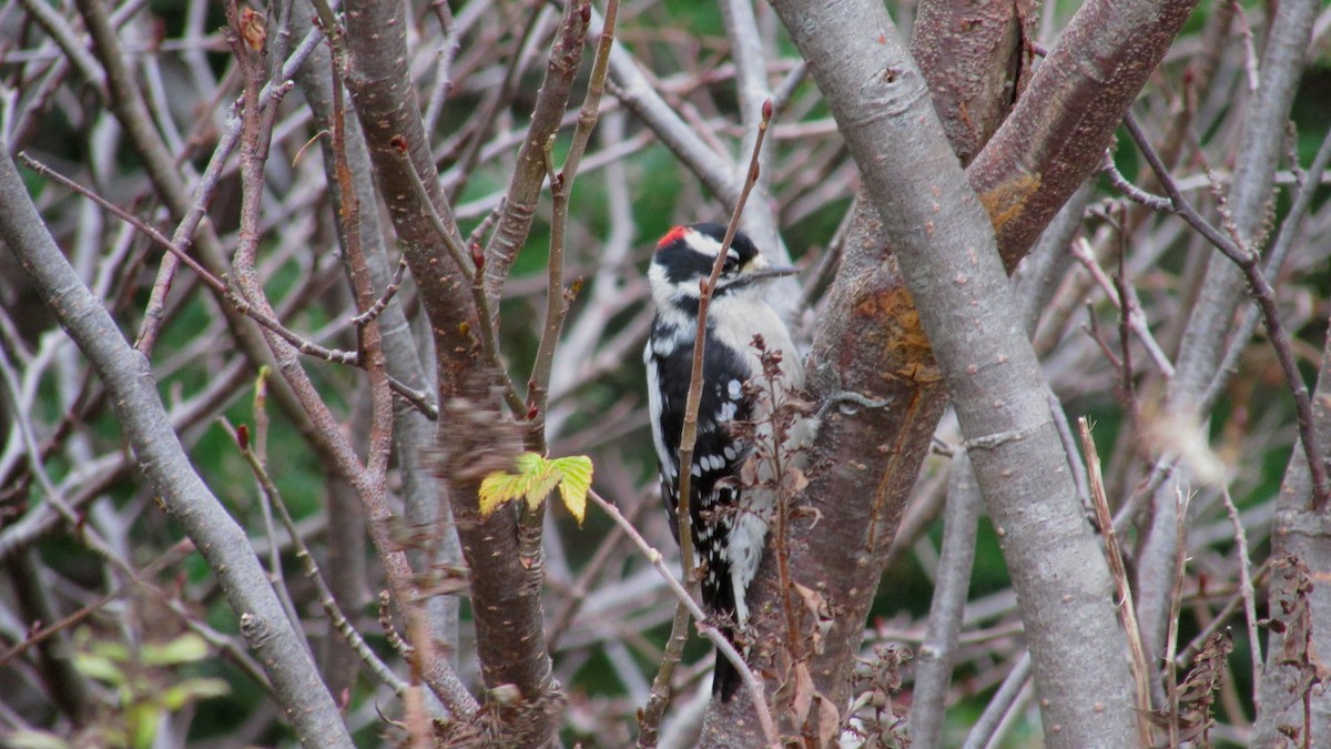 Downy Woodpecker - ML646543881