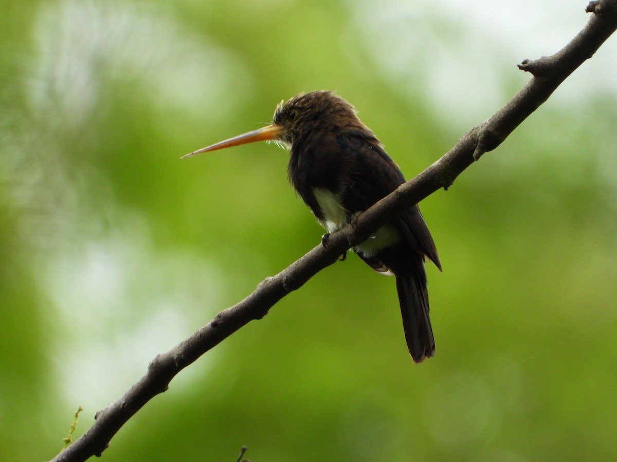 Brown Jacamar - ML646543885
