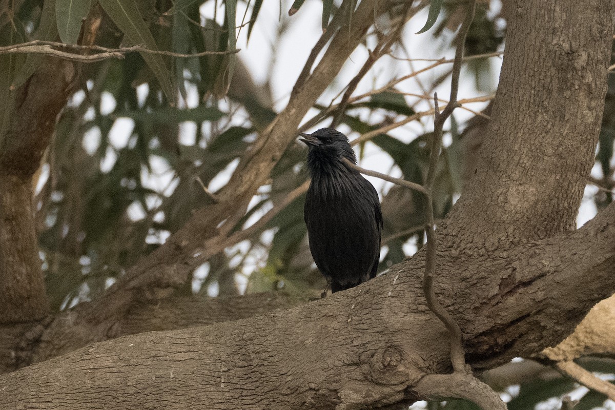 Spotless Starling - ML646543886