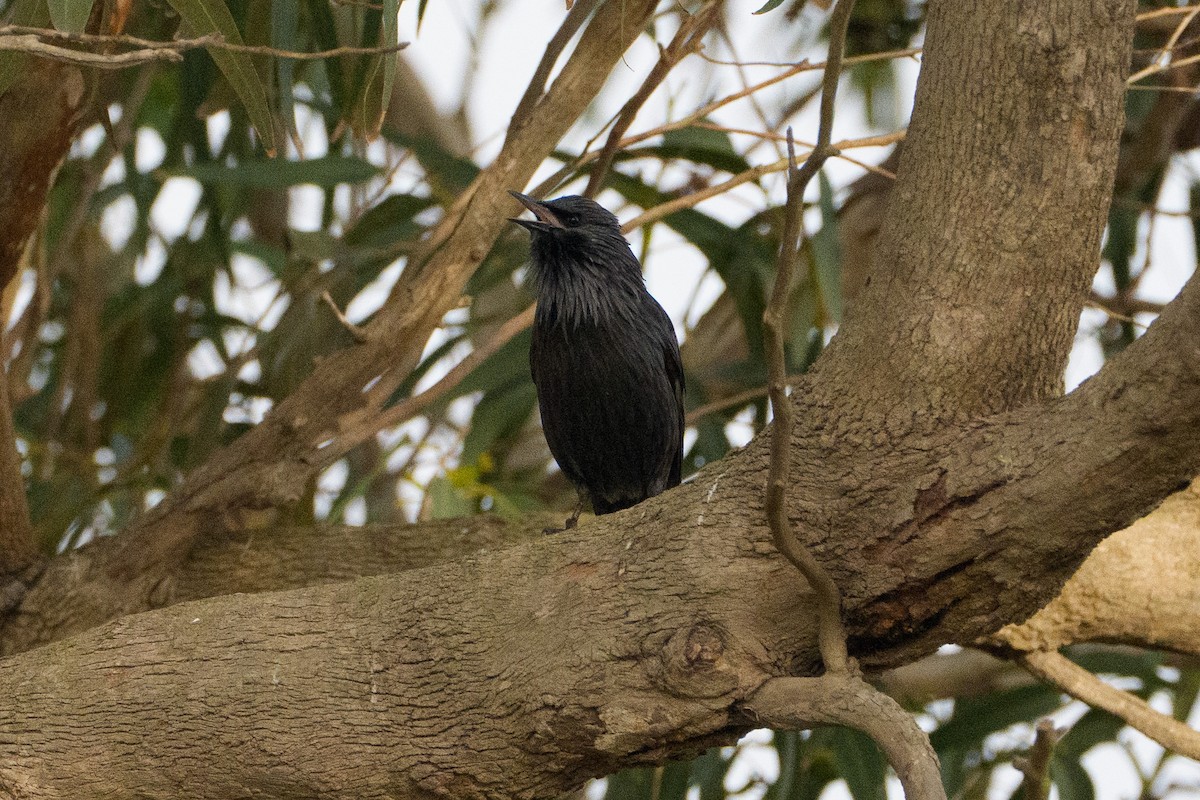 Spotless Starling - ML646543887