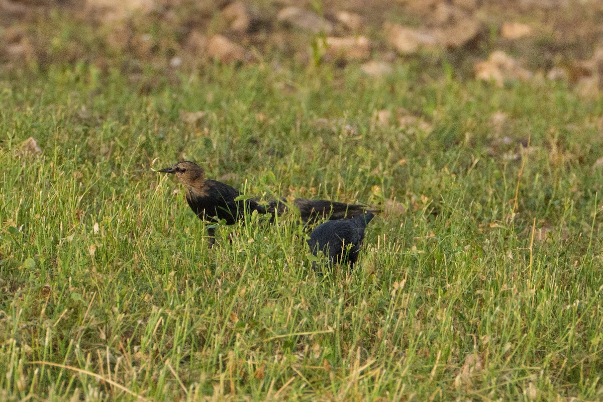 Spotless Starling - ML646543888