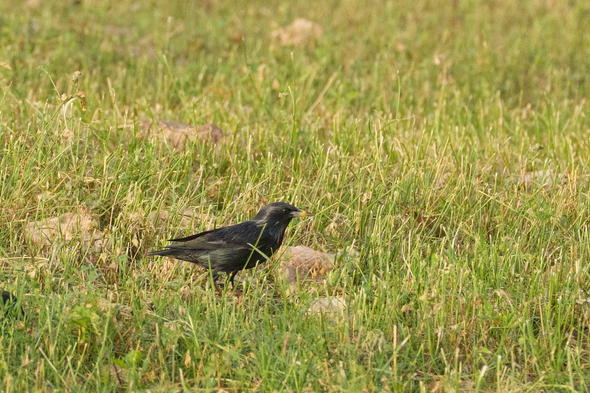 Spotless Starling - ML646543889