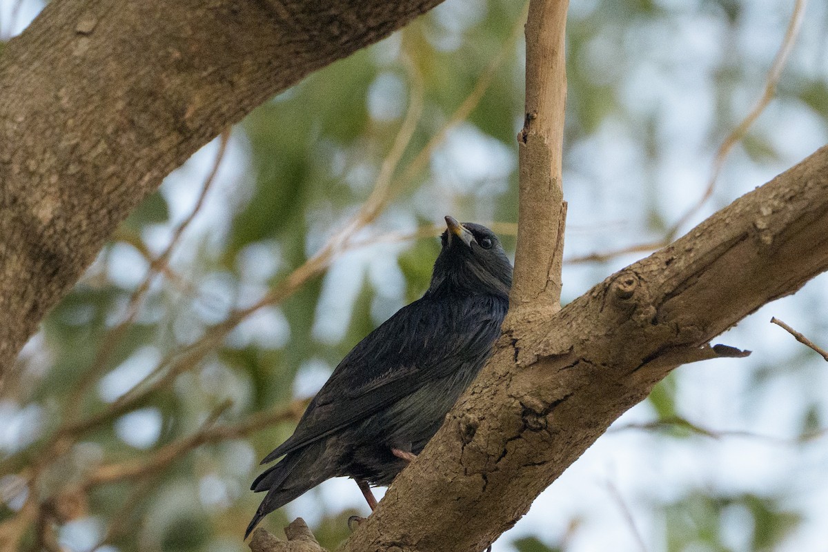 Spotless Starling - ML646543890