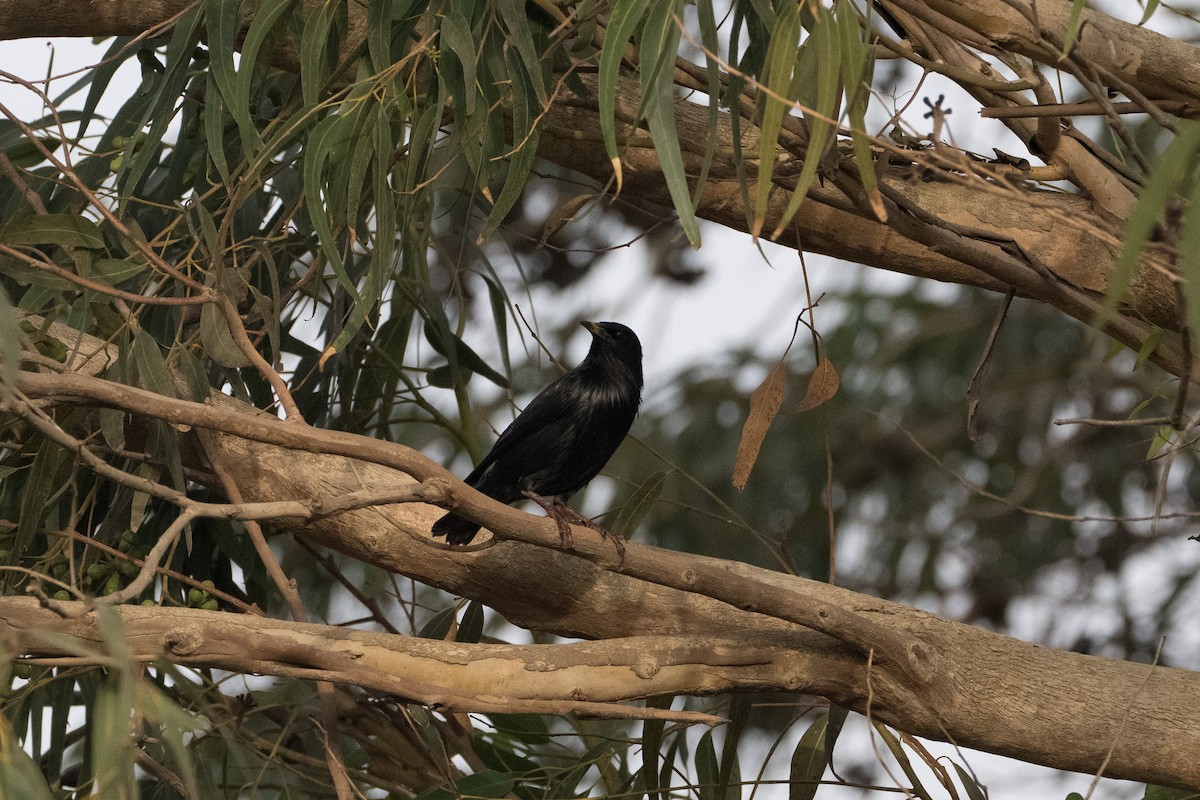 Spotless Starling - ML646543891
