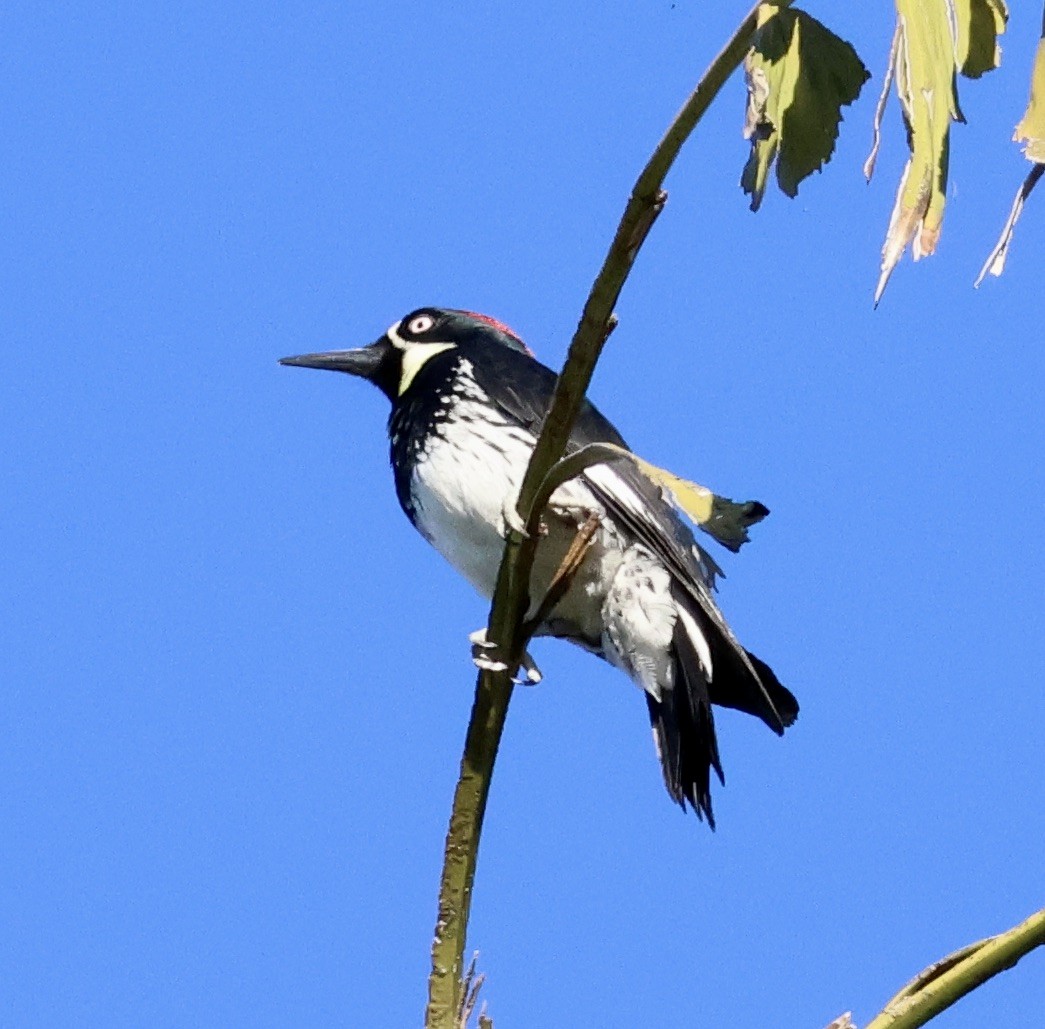Acorn Woodpecker - ML646543892