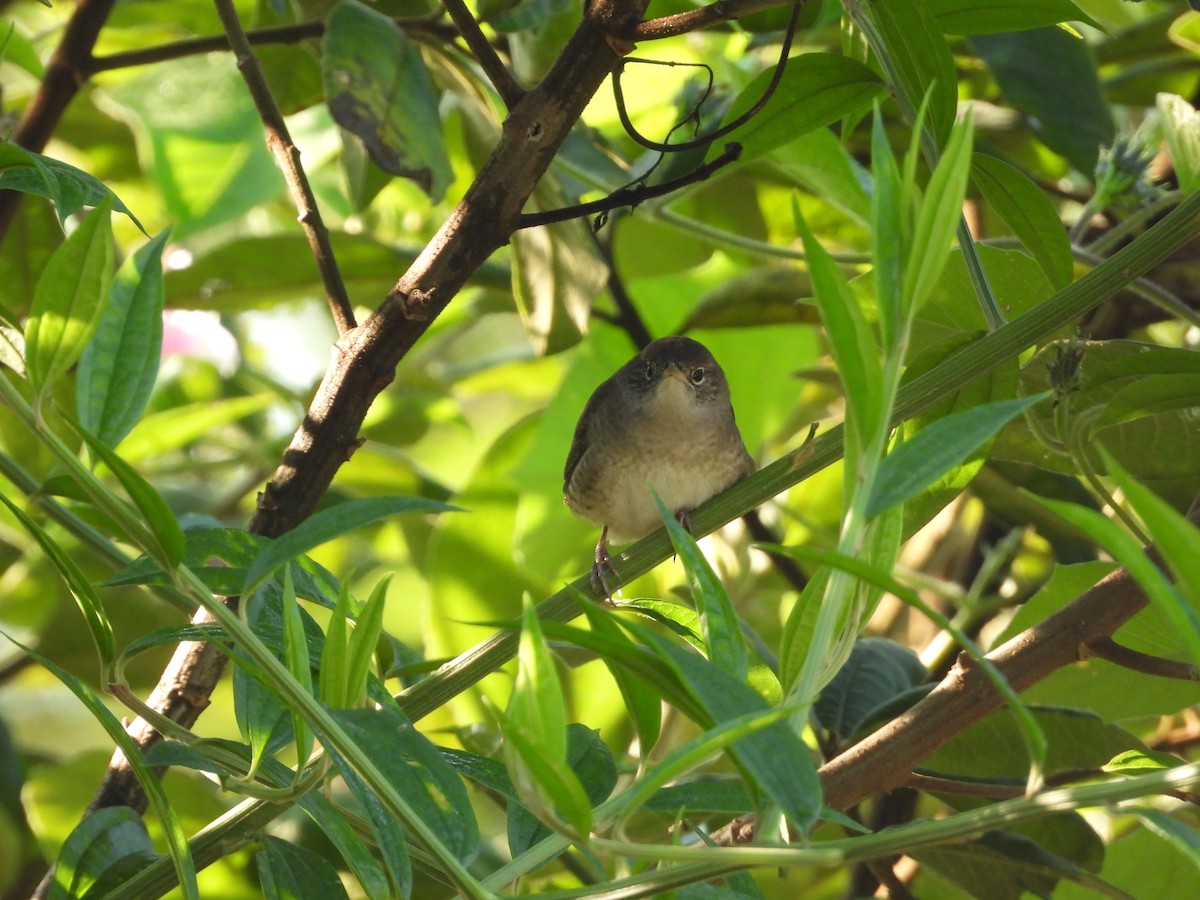 Northern House Wren - ML646543896