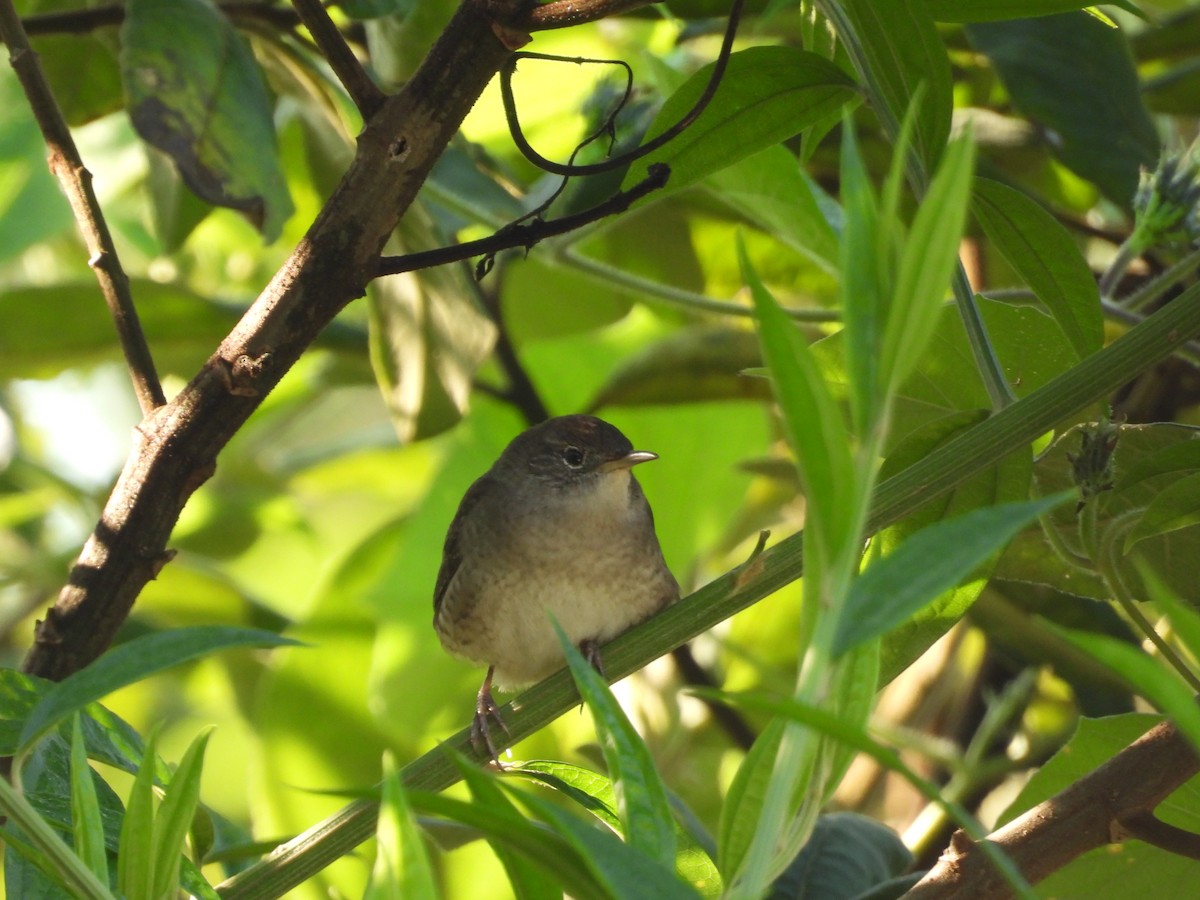 Northern House Wren - ML646543897