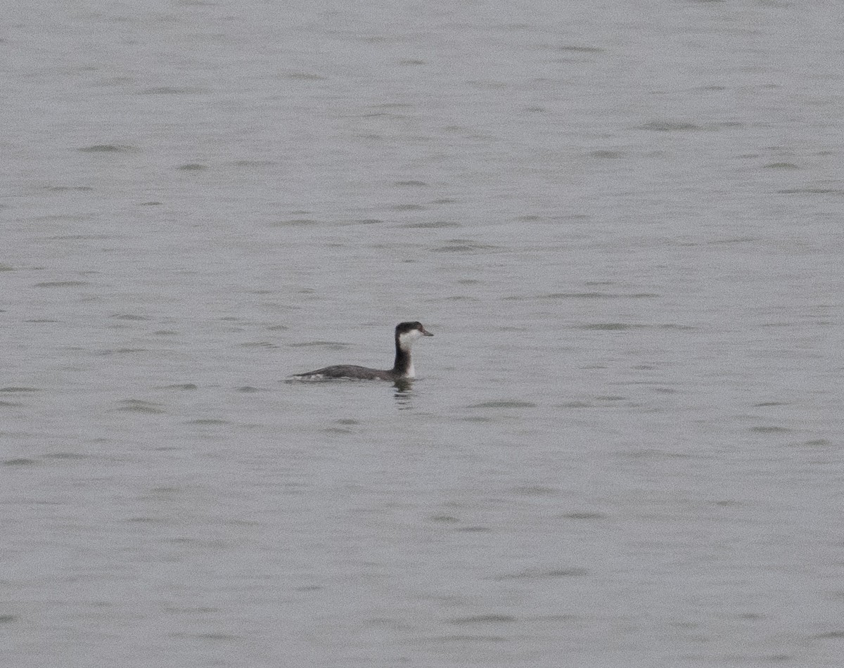 Horned Grebe - ML646543898