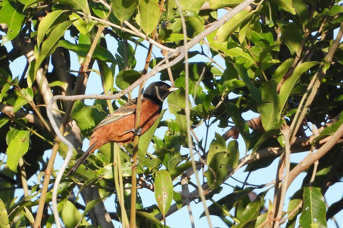 Orchard Oriole - ML646543900