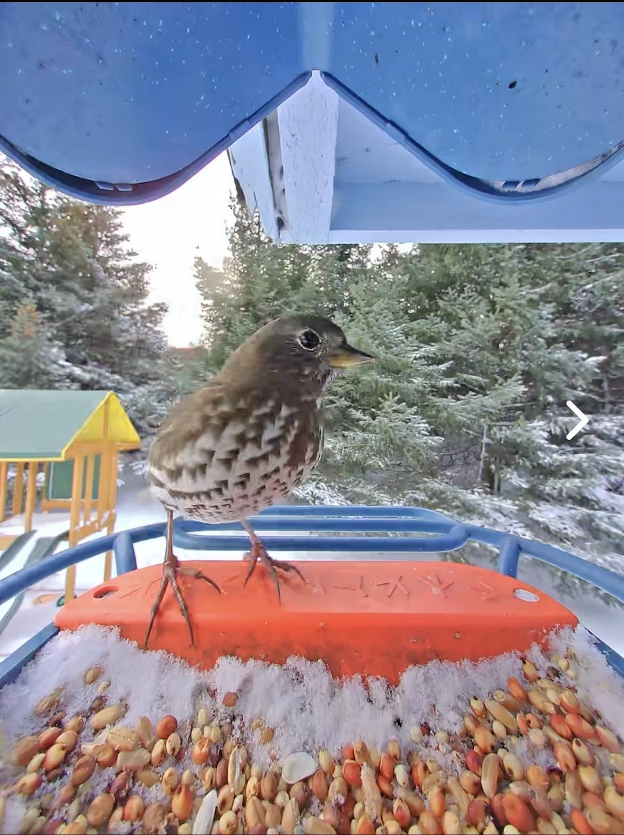 Fox Sparrow - ML646543904