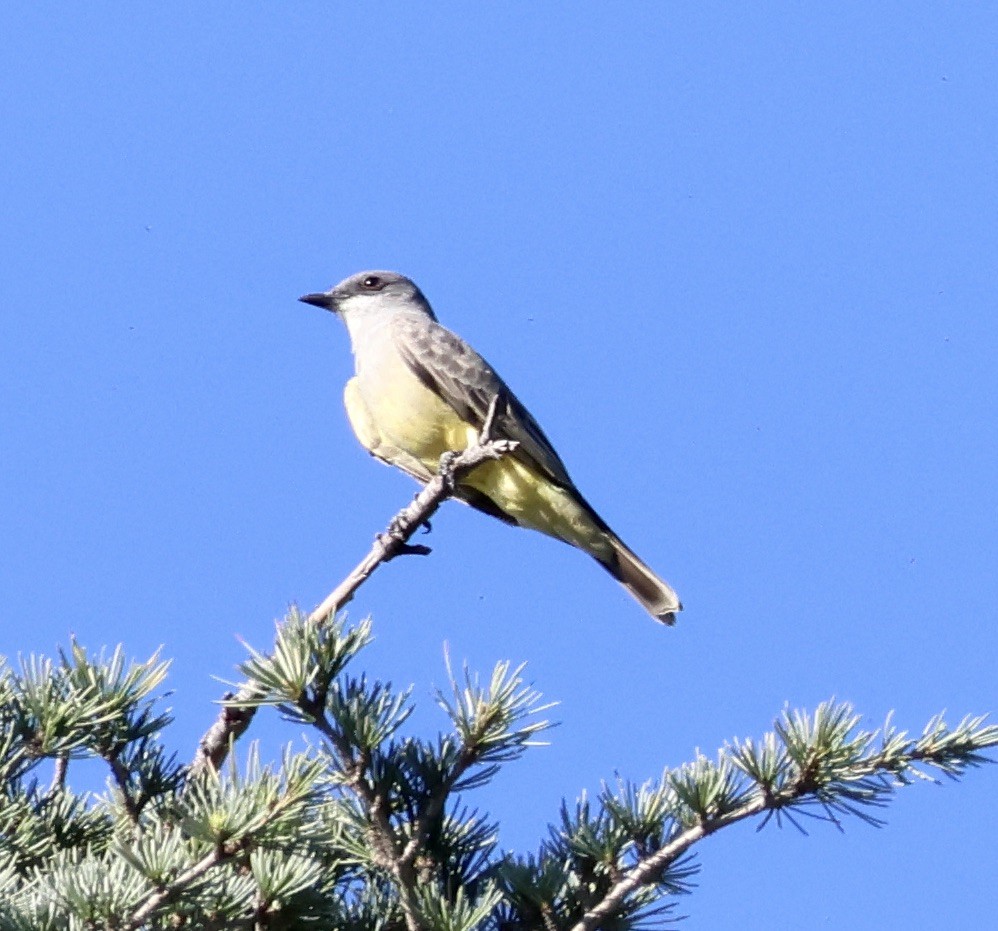 Cassin's Kingbird - ML646543910