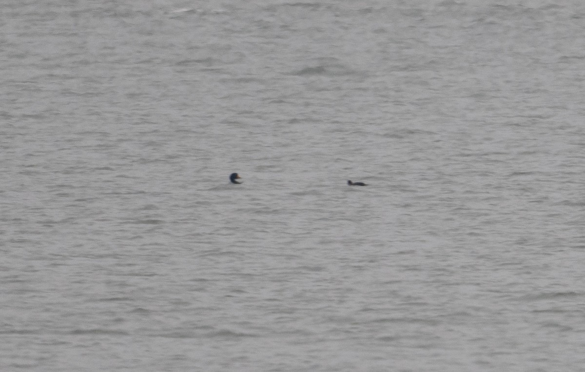 Black Scoter - ML646543918