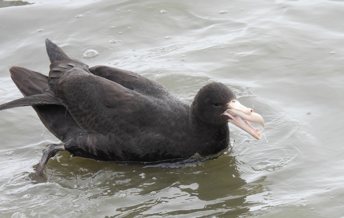 Southern Giant-Petrel - ML646543919