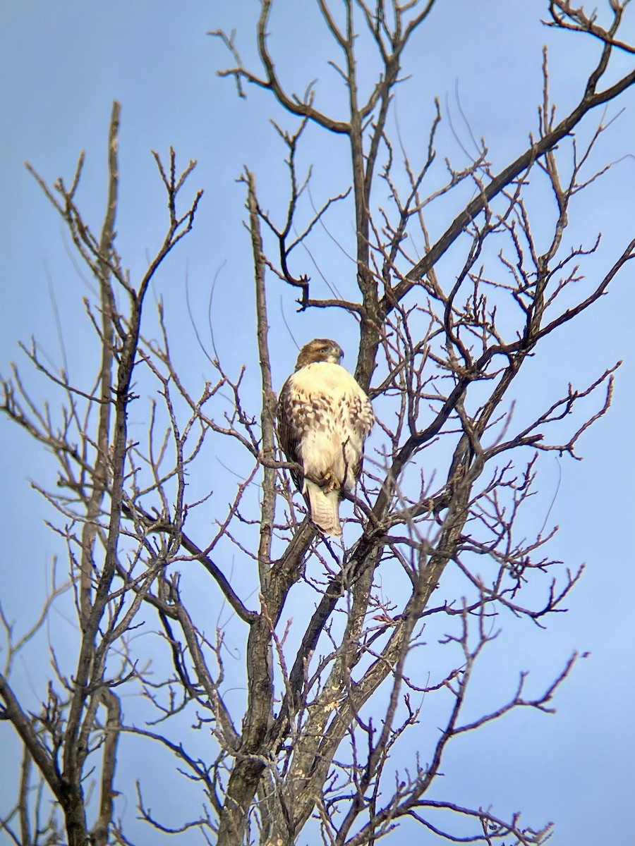 káně rudochvostá - ML646543921