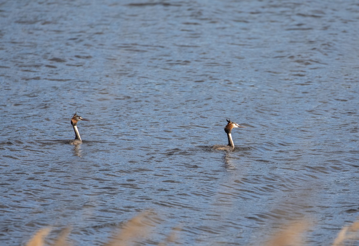Somormujo Lavanco - ML646543922
