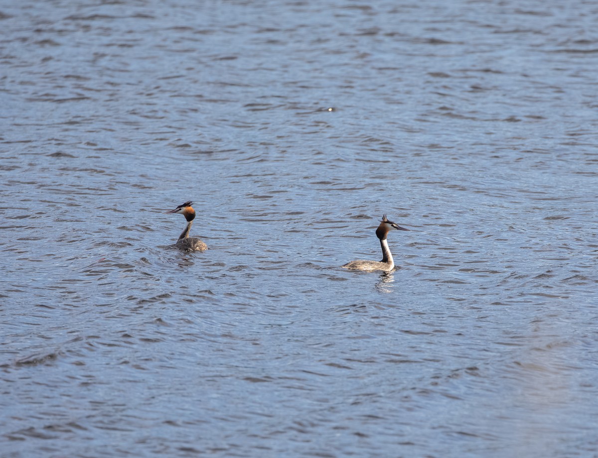 Somormujo Lavanco - ML646543923