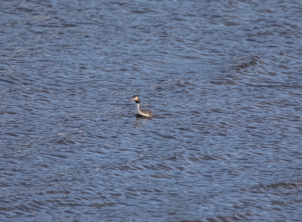 Somormujo Lavanco - ML646543925