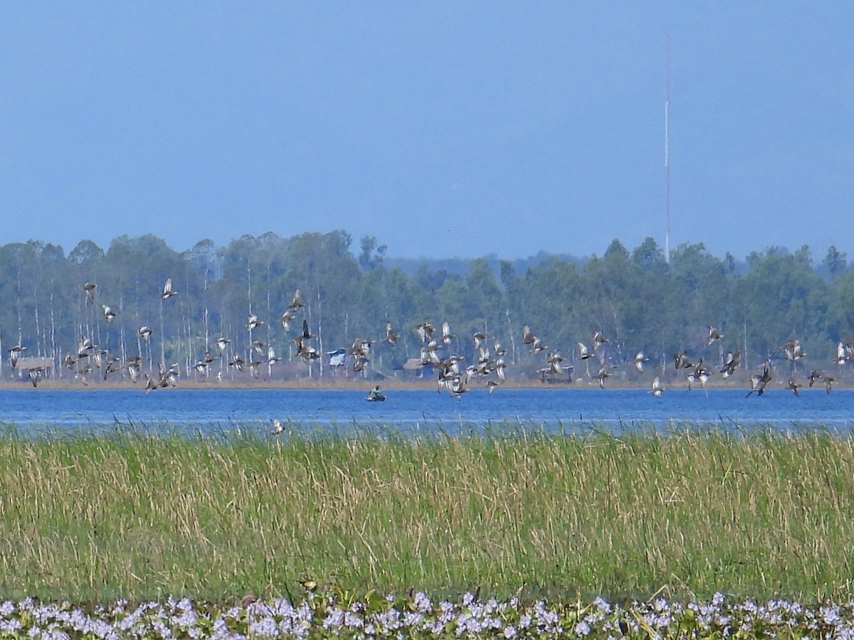 Marzaiola - ML646543926