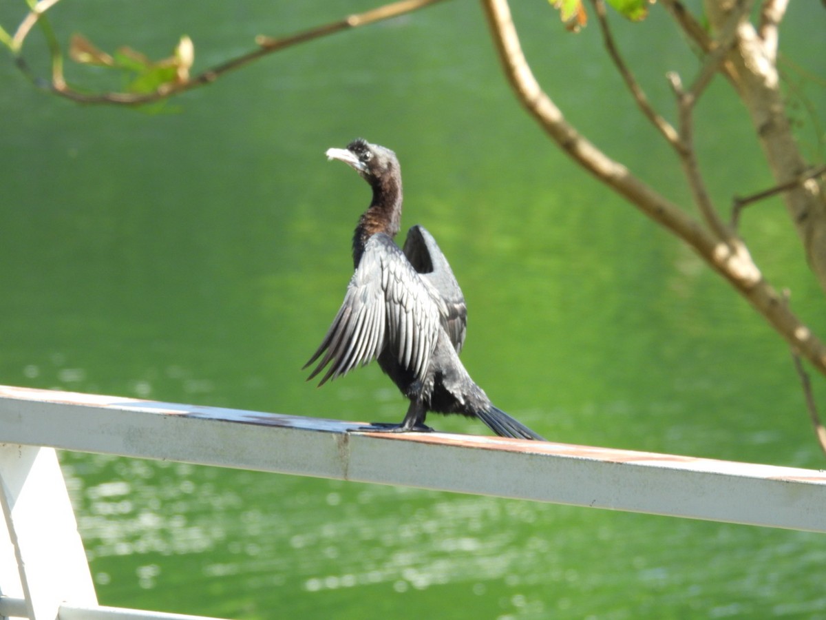 Little Cormorant - ML646543929