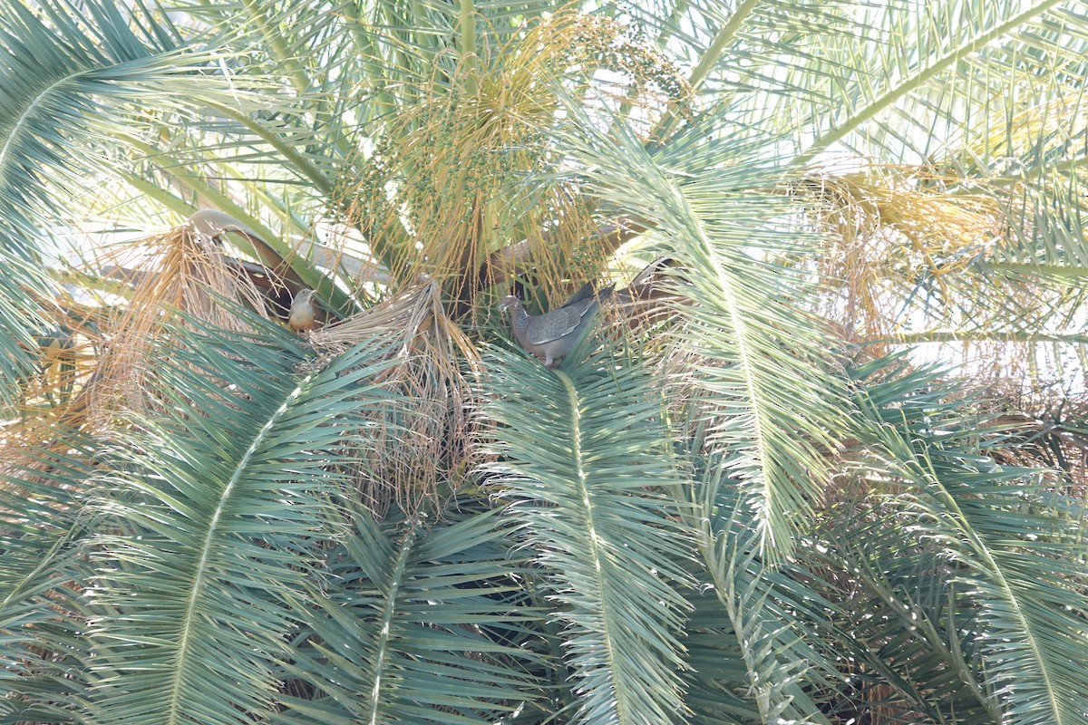 Pikazuro Güvercini - ML646543930