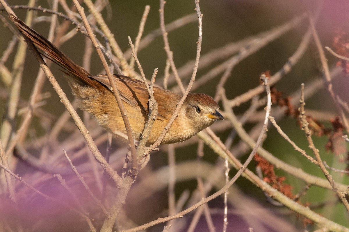 Пестрогрудый эспинеро - ML646543931