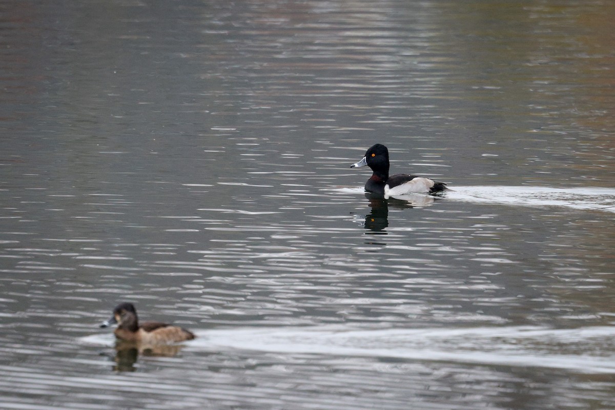 Ring-necked Duck - ML646543933